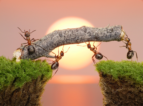 Sự chăm chỉ của con kiến và bài học quản trị